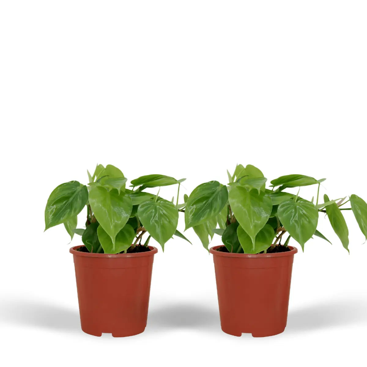 2x Philodendron scandens Herzblatt Ø12 cm – ↕15 cm