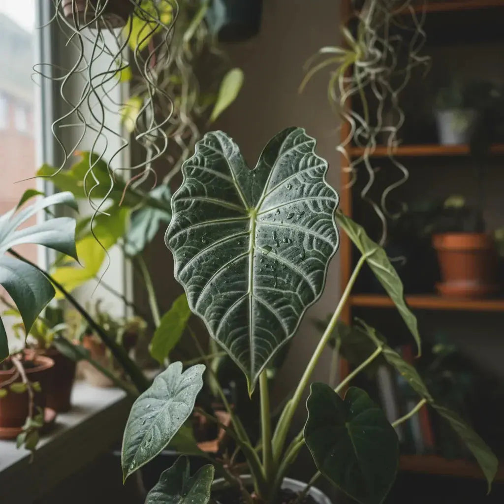 Alocasia Pflege und Vermehrung | Pille Gartenwelt
