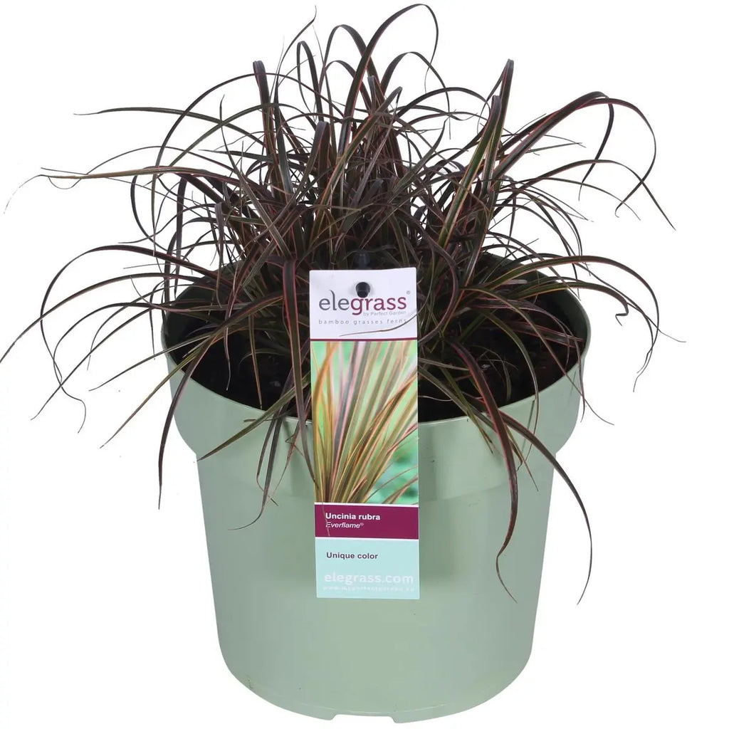 Uncinia rubra ‘Everflame’ Zier-Gras Segge - Ø19cm - ↕40cm - Pille Gartenwelt