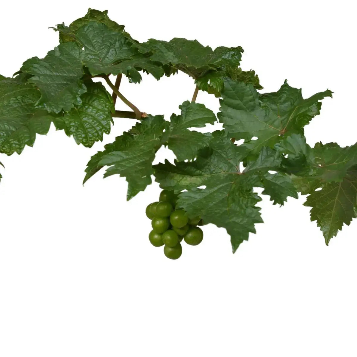 3x - vitis pixie 'pinot noir' - ↨30cm - Ø14 MEERgroothandel Planten