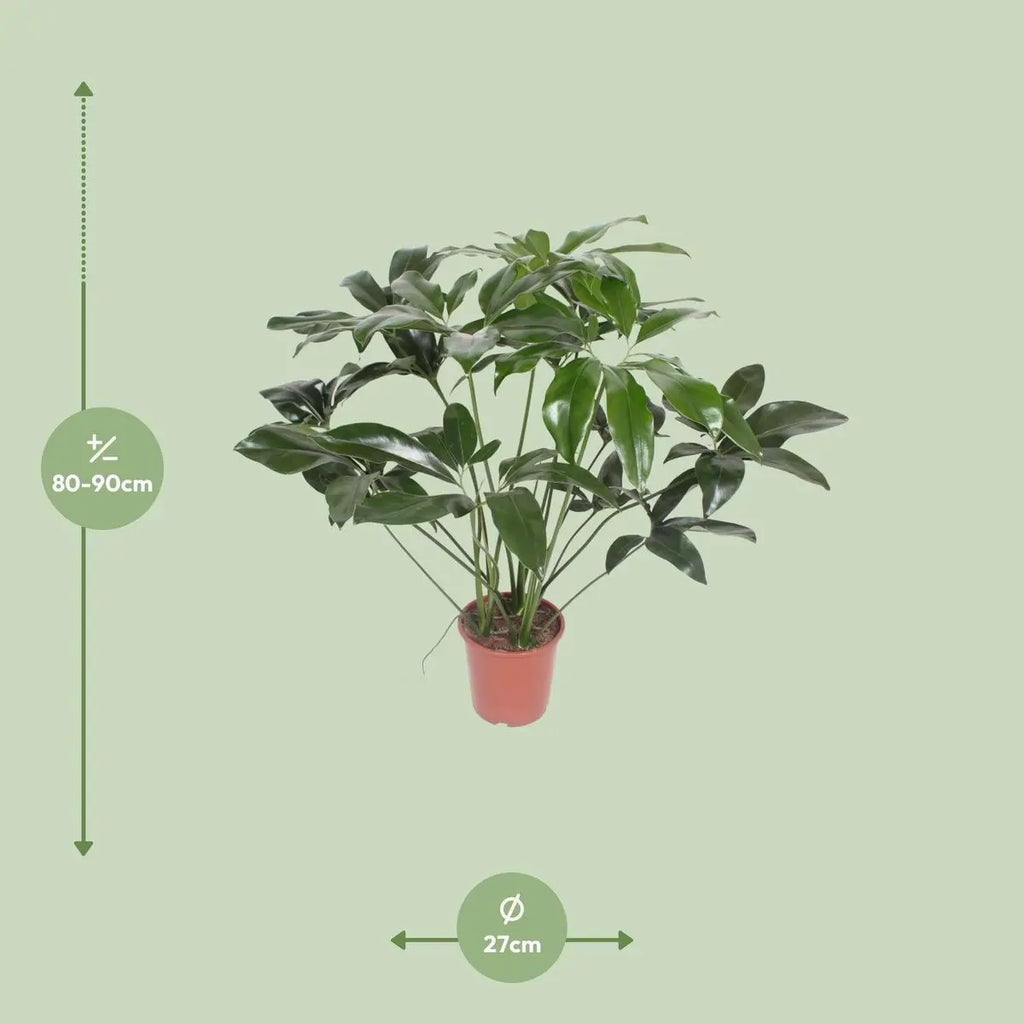 Philodendron Green Wonder – Ø27 cm – ca. 90 cm - Pille Gartenwelt