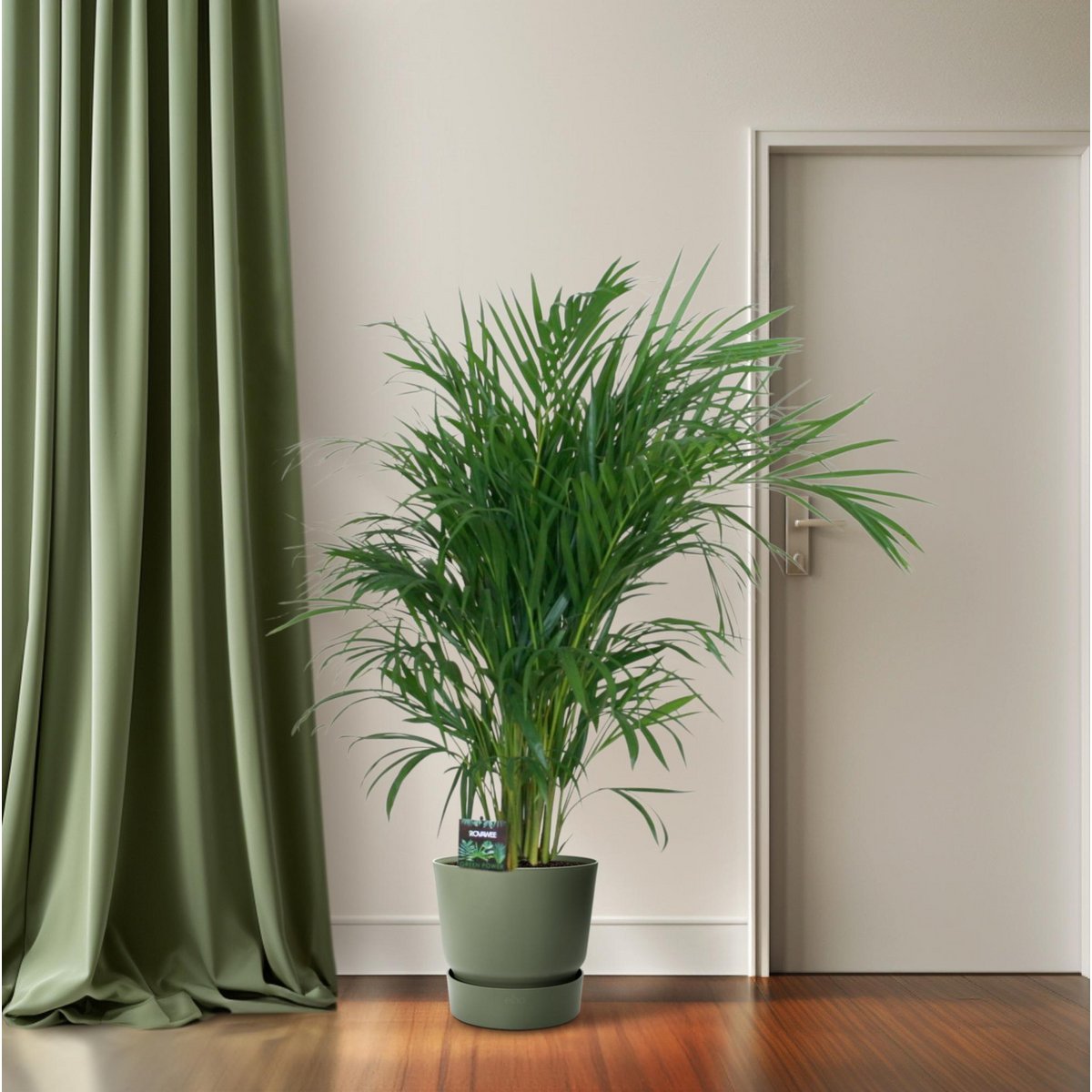 Dypsis Lutescens 120 - Ø19cm - ↕100 cm | Goldfruchtpalme
