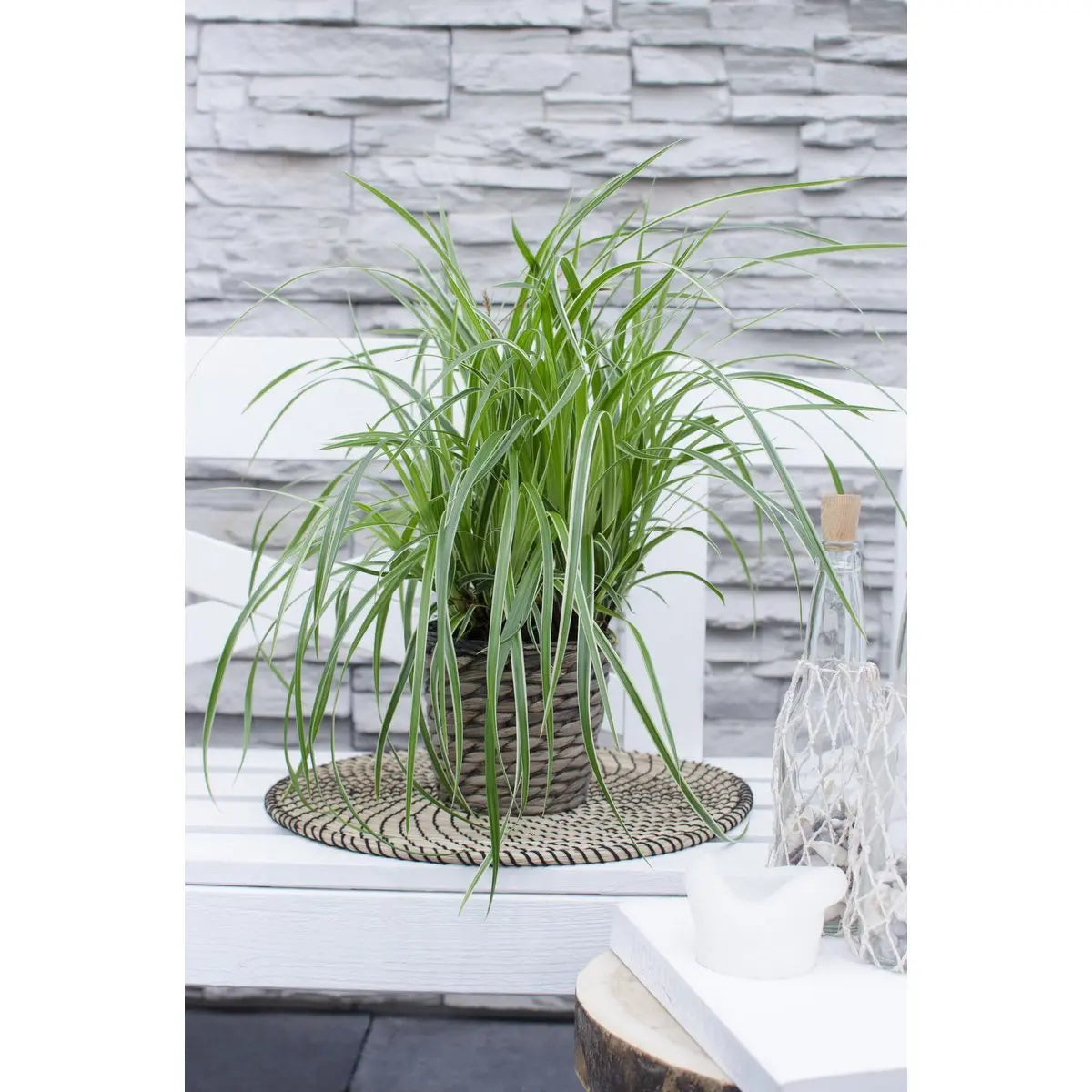 Zier-Gras Carex Morrowii 'Ice Dance' - Ø14cm - ↕30cm