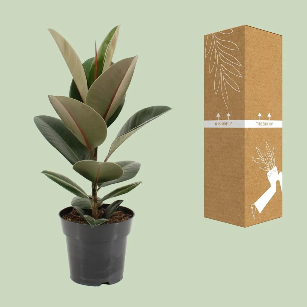 Ficus Sturdy Elastic - Ø17cm - ↕55 cm MEERgroothandel Planten