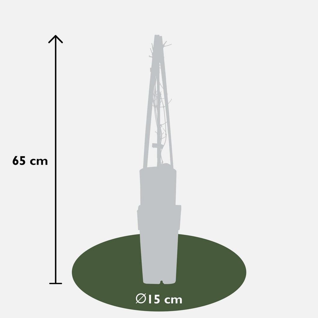 Clematis Jackmanii - Ø15cm - ↕65cm | blau-violette Blüten