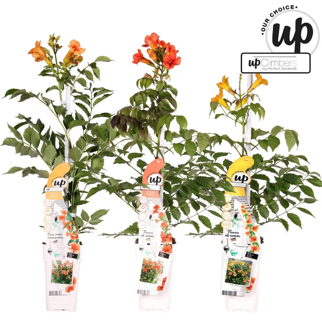 Campsis Summer Set 3er | Trompetenblume Mix Gold Fire Indian Summer - Pille Gartenwelt