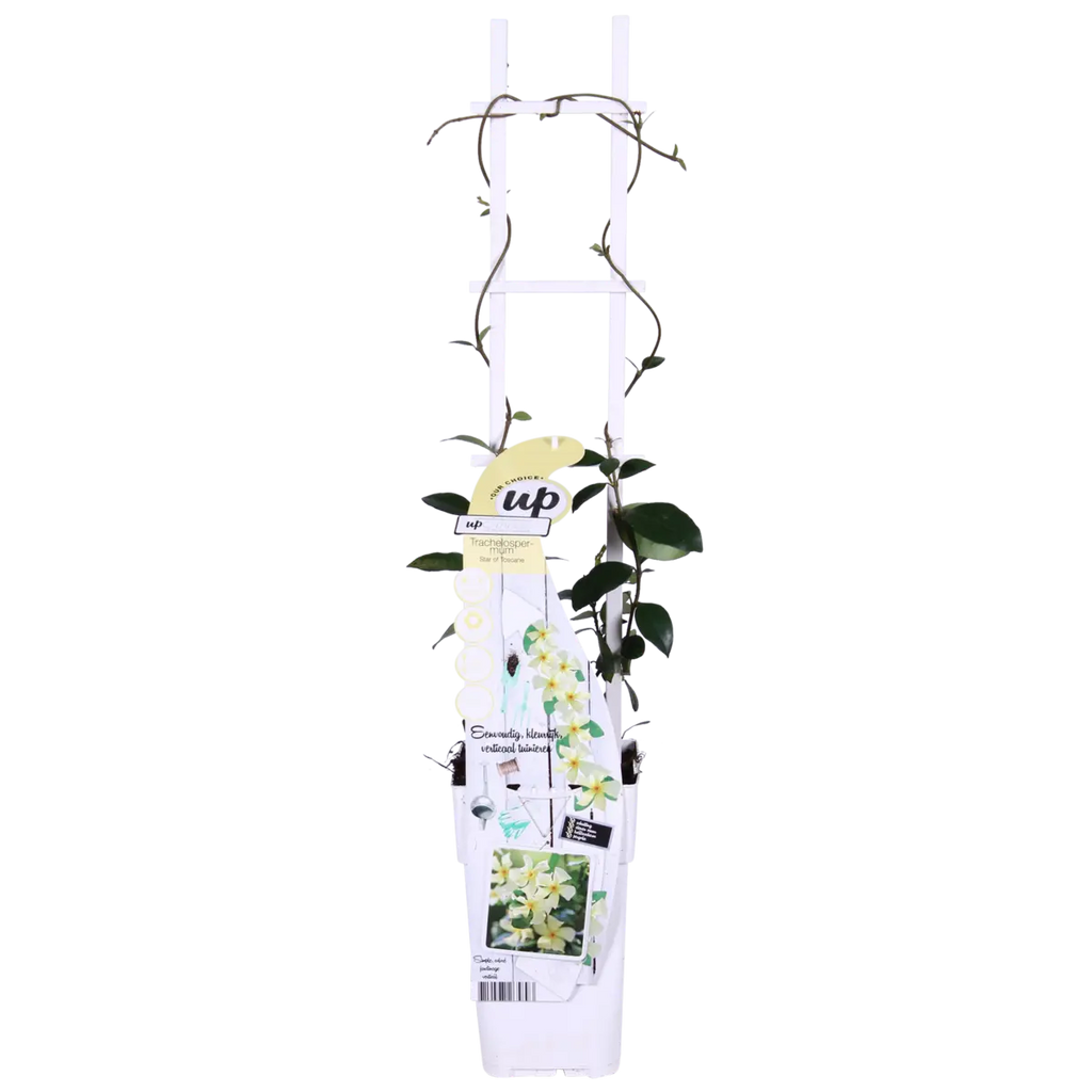 Trachelospermum 'Star of Toscana' - Toskaner Jasmingeel - Ø15cm - ↕65 cm - Pille Gartenwelt