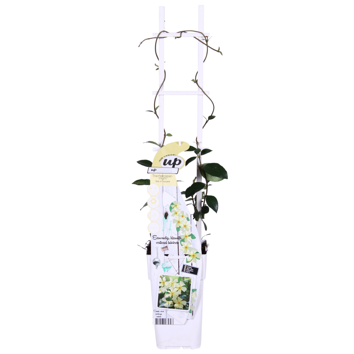 Trachelospermum 'Star of Toscana' - Toskaner Jasmingeel - Ø15cm - ↕65 cm