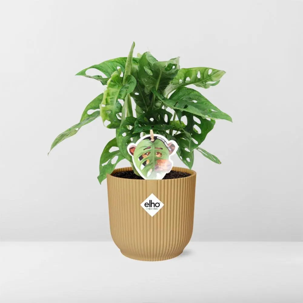Monstera „Monkey Leaf“ in Elho Vibes Falten Sie 14 cm Geel MEERgroothandel Planten