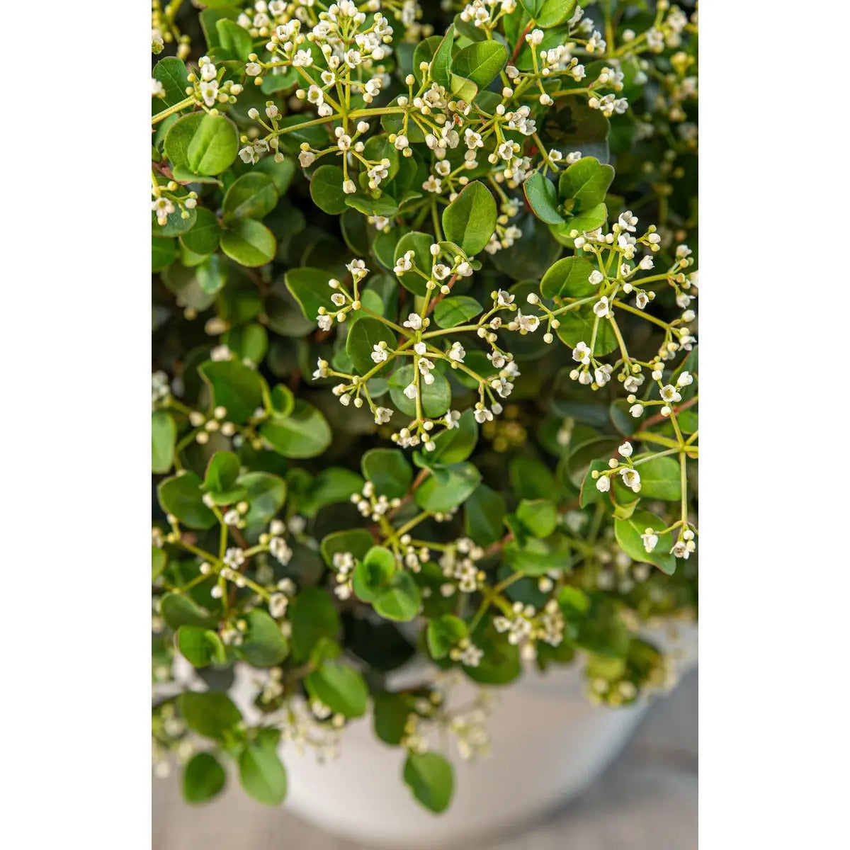 Viburnum 'Fairy Stars'® - ↕20cm - Ø13 cm | Immergrüner Schneeball, kompakt & blühfreudig - Pille Gartenwelt