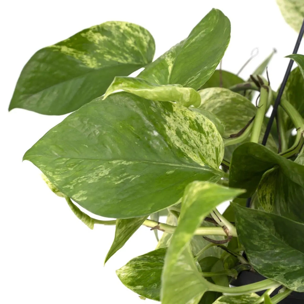 Epipremnum Marmorkönigin - Scindapsus - Ø15cm - ↕25cm - Pille Gartenwelt