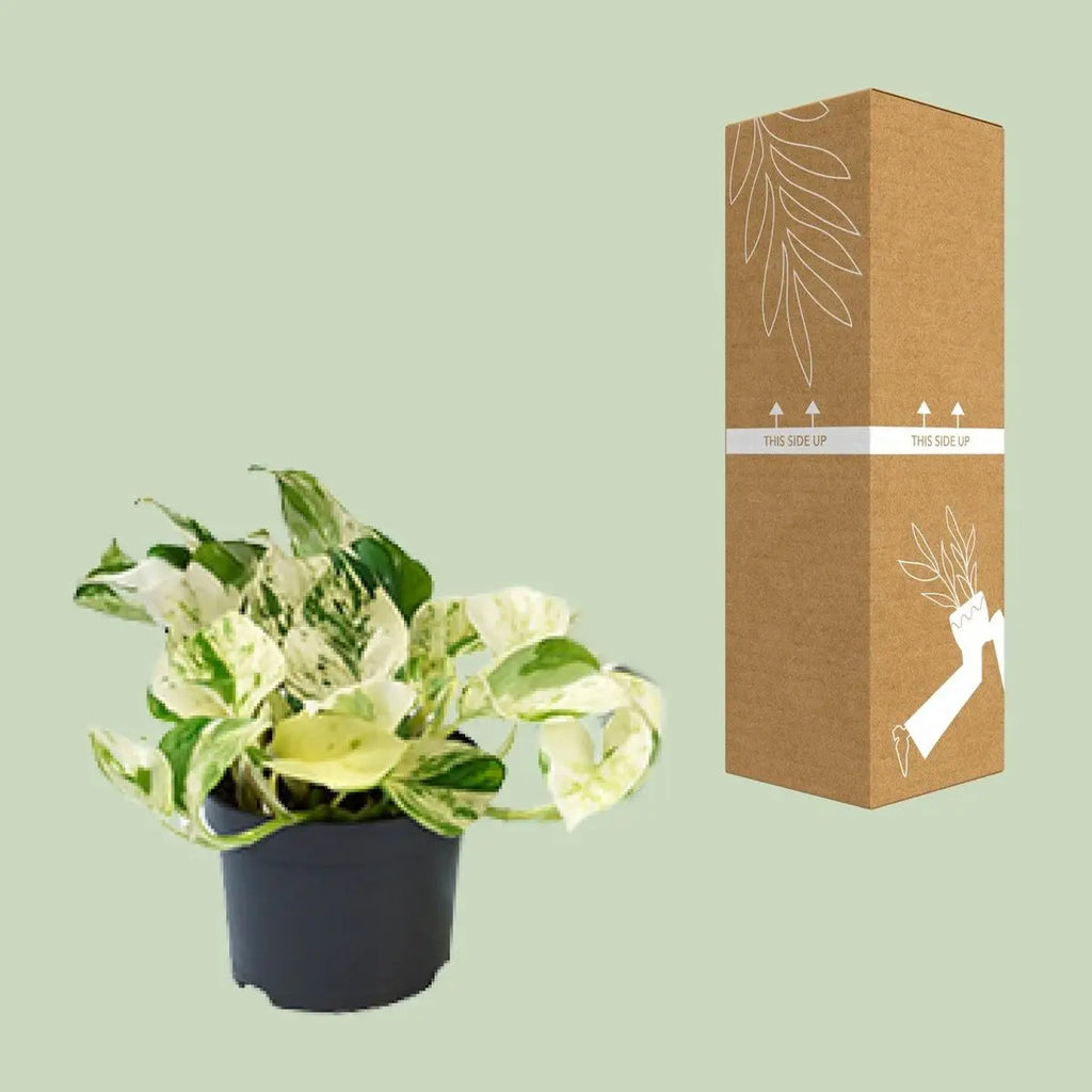 Epipremnum aureum ‘Marble Queen’ - Scindapsus - Ø12CM - ↕15cm