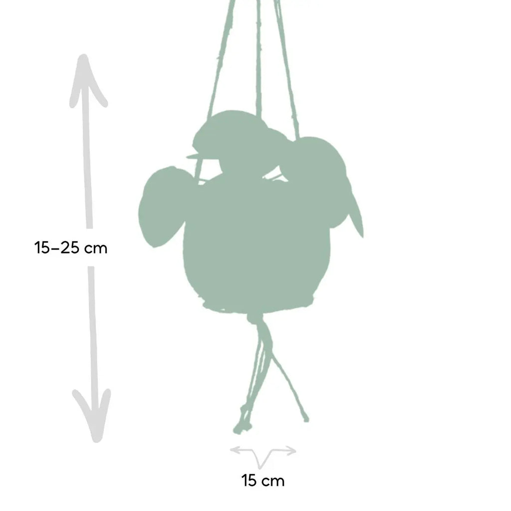 Kokota Pia Pepero Mio |  Ø15 cm Topf, ca. ↕15 cm hoch