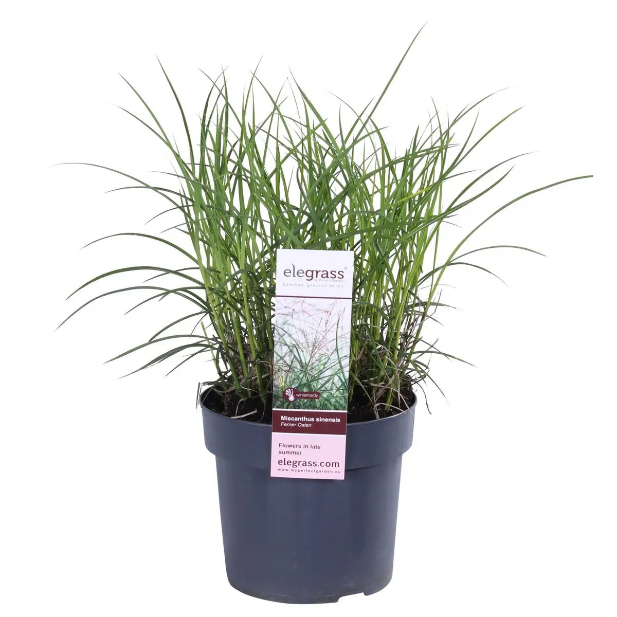 Miscanthus sinensis Ferner Osten - Ø19 - ↨50 cm Zier-Gras - Pille Gartenwelt