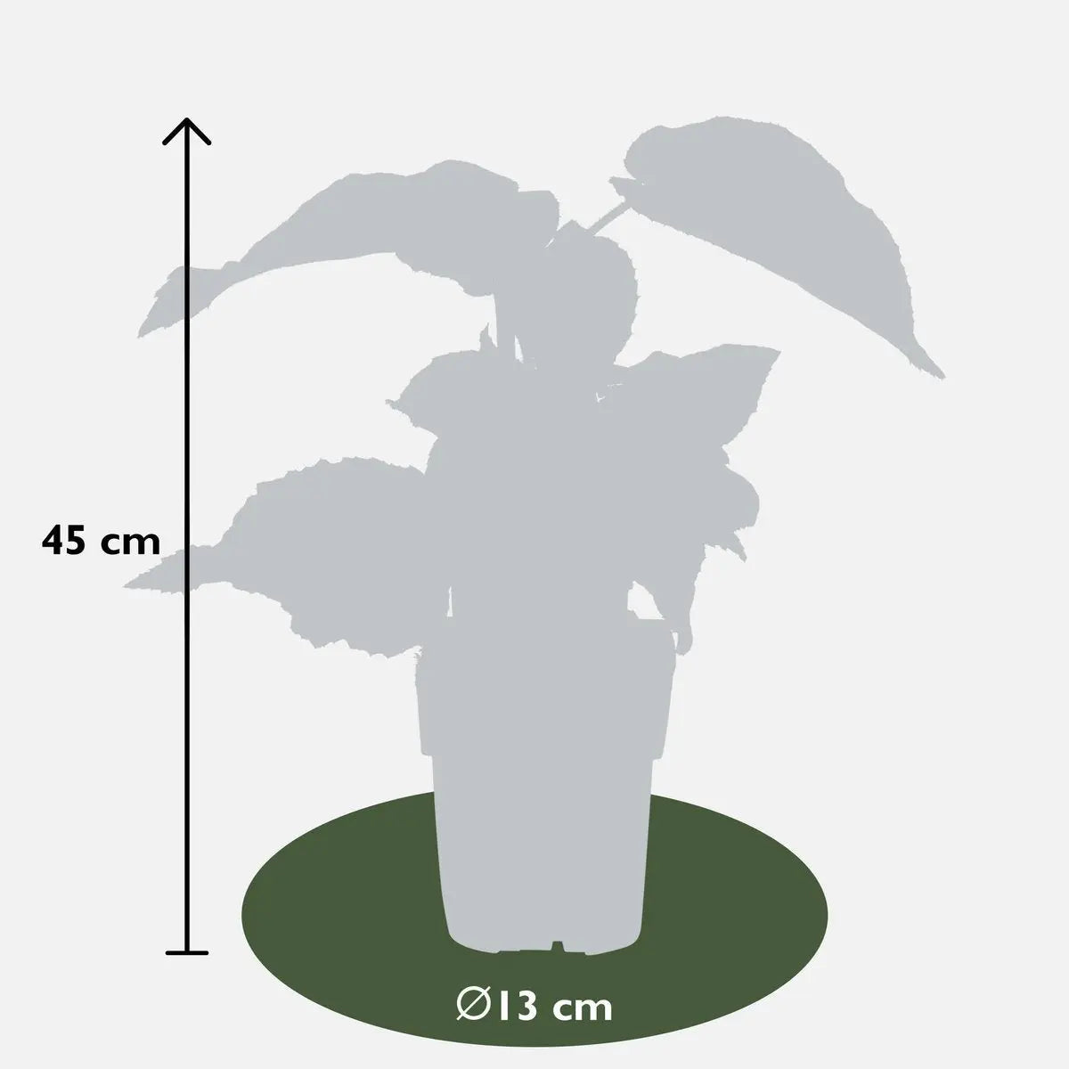 Actinidia delciosioa 'Jenny' - Kiwi - Ø13cm - ↕45cm MEERgroothandel Planten