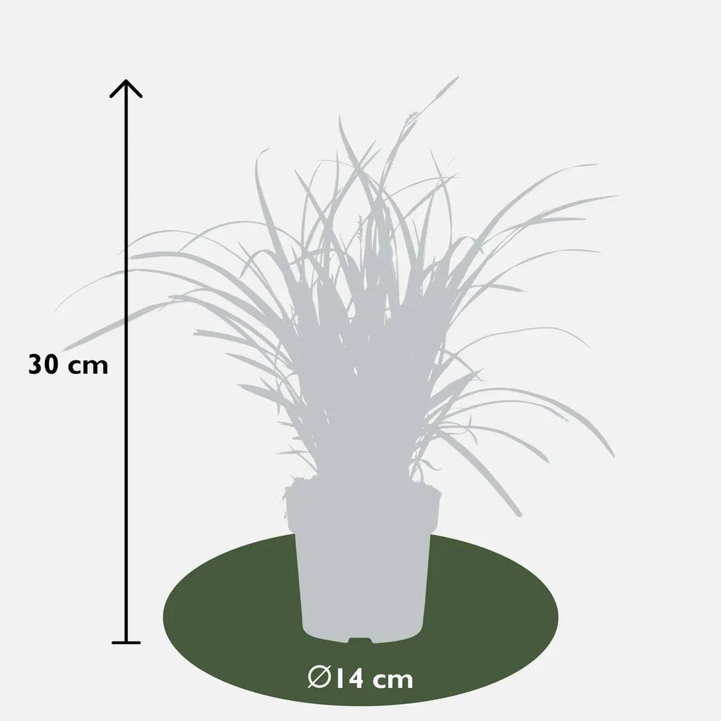 Zier-Gras Carex Morrowii 'Ice Dance' - Ø14cm - ↕30cm