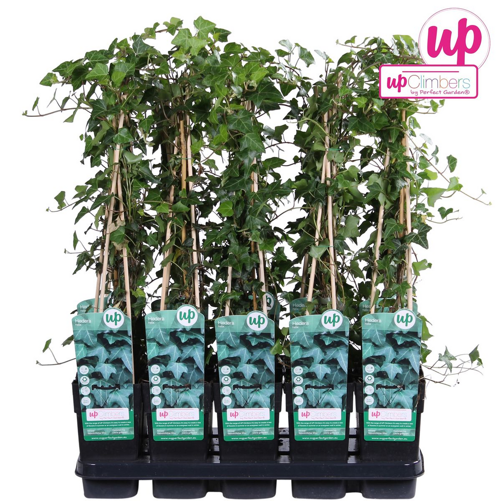 Efeu Hedera helix – immergrün, winterhart, Kletterpflanze Ø15cm - ↕65 cm
