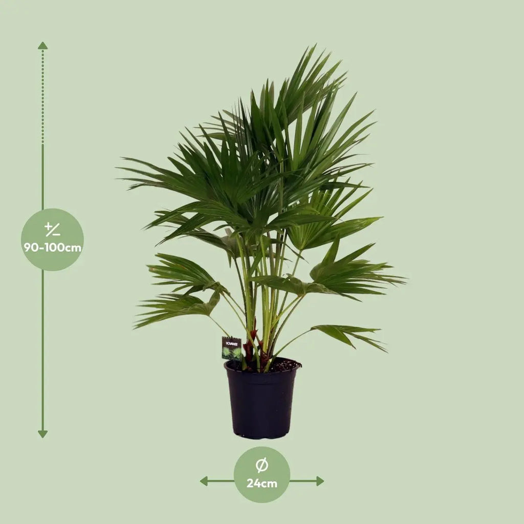 Chinesische Schirmpalme Livistona chinensis - Ø24cm - ↕100 cm | Palme | pflegeleichte Kletterpflanze | - Pille Gartenwelt