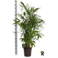Chamaedorea Sefits - Ø27cm - ↕160 cm MEERgroothandel Planten