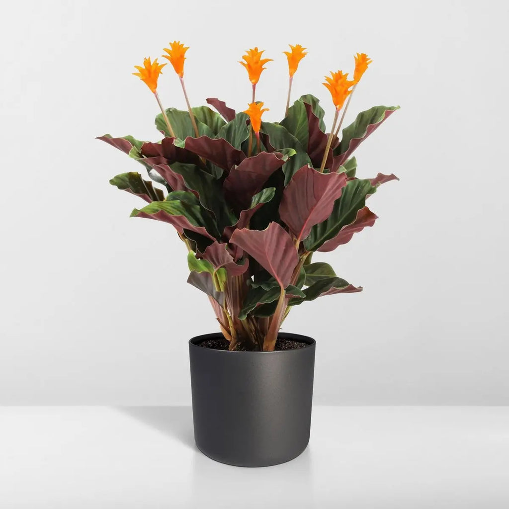 Calathea Crocata - Pauwenpflanze - ø14cm - ↕40cm MEERgroothandel Planten