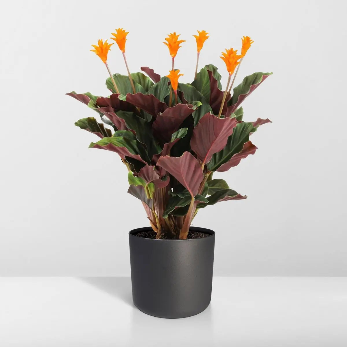 Calathea Crocata - Pauwenpflanze - ø14cm - ↕40cm MEERgroothandel Planten