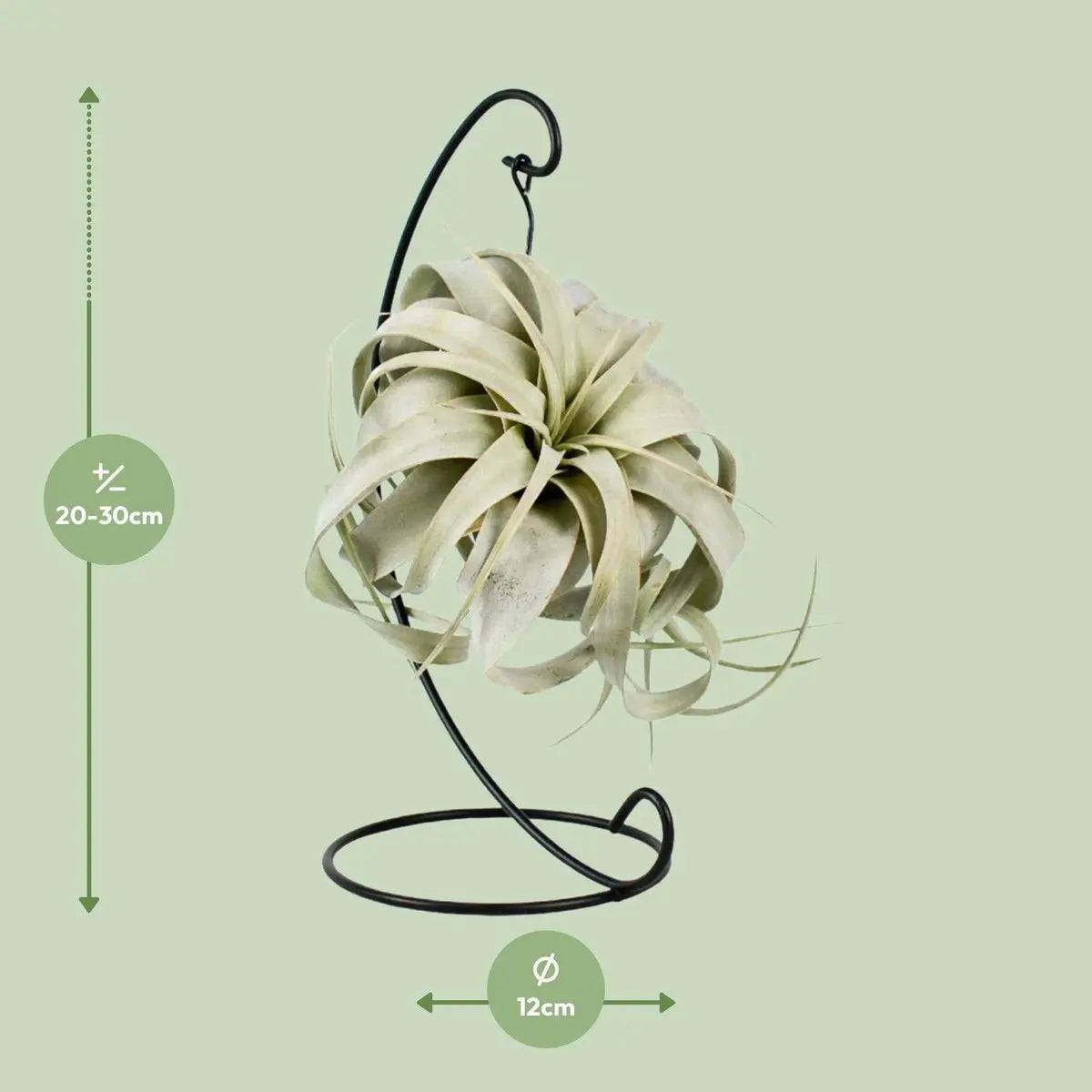 Tillandsia King Xero - Ø12cm - ↕23cm