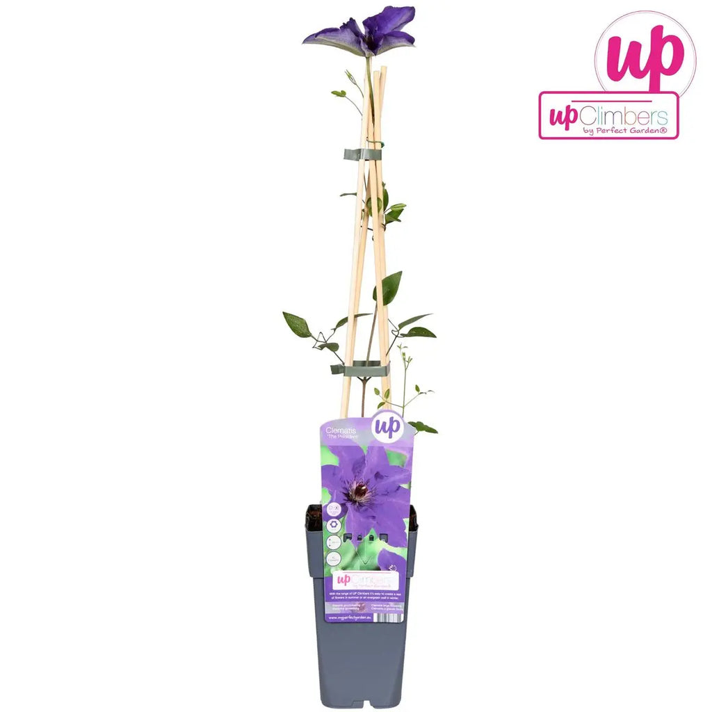 Clematis 'the President' Kletterpflanze schnellwachsend - Ø15 cm - ↕65 cm - Pille Gartenwelt