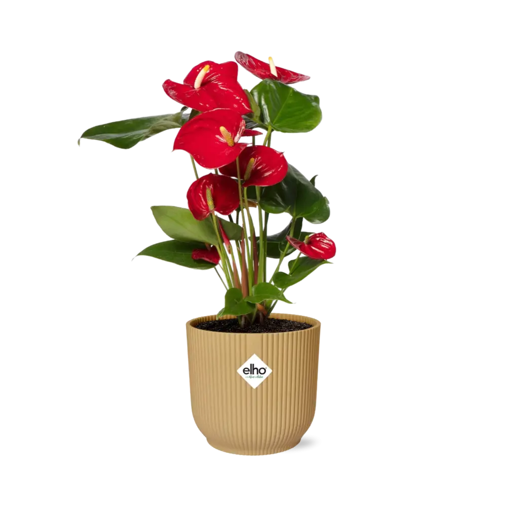 Anthurium rot 12 cm in Elho -Vibes Falten Sie 14 cm Geel MEERgroothandel Planten
