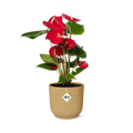 Anthurium rot 12 cm in Elho -Vibes Falten Sie 14 cm Geel MEERgroothandel Planten