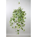 Hedera Helix Gold Child - Hang/xxl - Ø24cm - 50-60↕cm