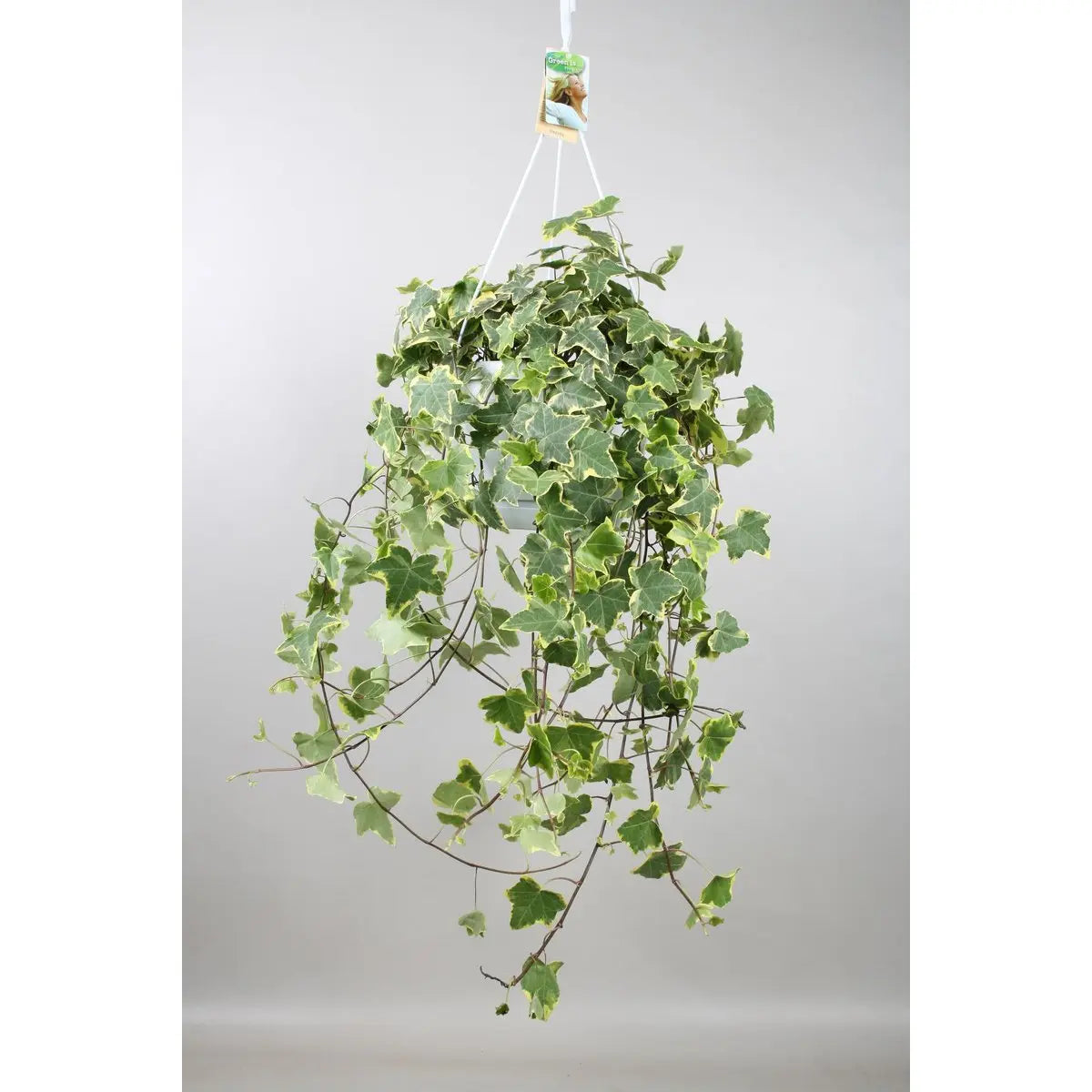 Hedera Helix Gold Child - Hang/xxl - Ø24cm - 50-60↕cm