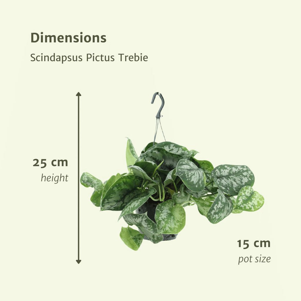 2x Scindapsus Bild Trebie - Epipremnum - 25 cm - Ø15