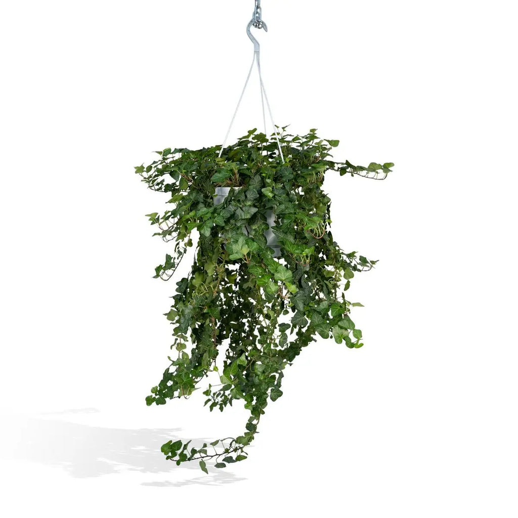 Hedera Wonder Green Hang - Efeu - Ø24cm - ↕70cm - Pille Gartenwelt