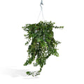 Hedera Wonder Green Hang - Efeu - Ø24cm - ↕70cm - Pille Gartenwelt