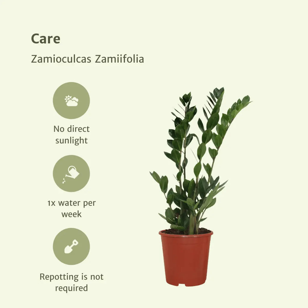 2x Zamioculcas Zamifolia - Emerald Palm - 70 cm - Ø17 MEERgroothandel Planten