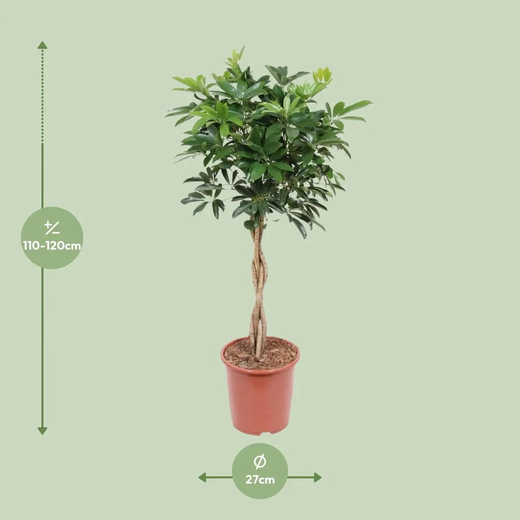 Schefflera arboricola Compact - Ø27cm - ↕120 cm MEERgroothandel Planten