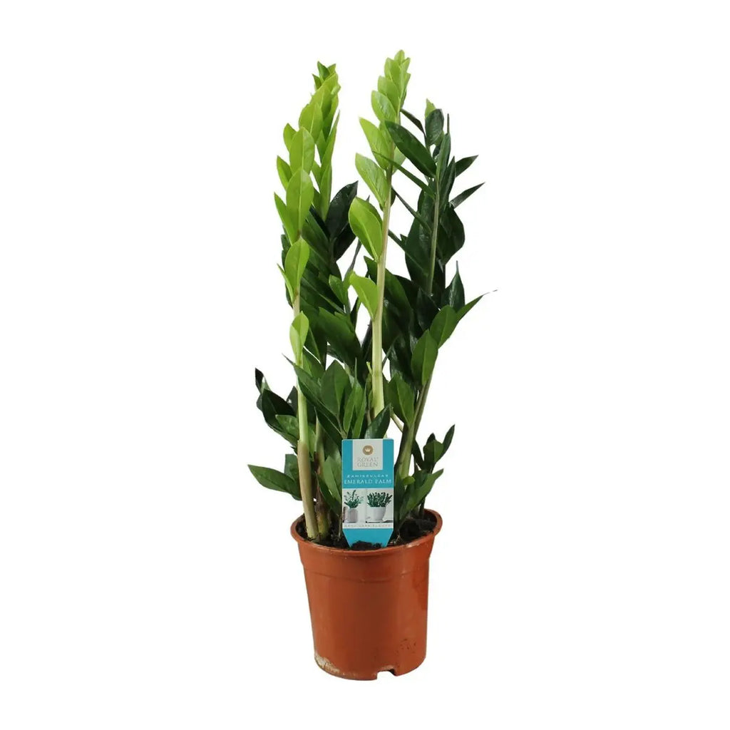 Zamioculcas Zamiifolia - Ø17cm - ↕65cm MEERgroothandel Planten