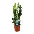 Zamioculcas Zamiifolia - Ø17cm - ↕65cm MEERgroothandel Planten
