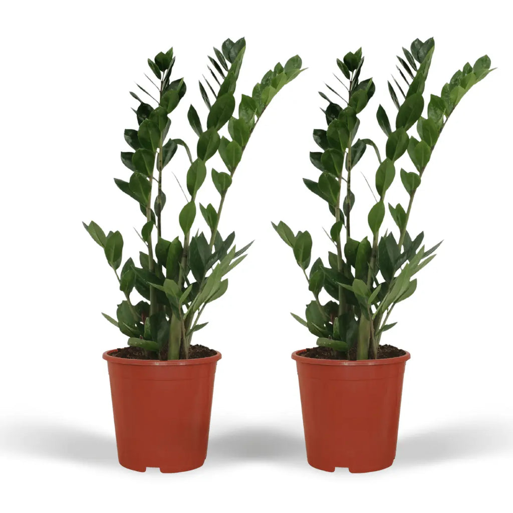 2x Zamioculcas Zamifolia - Emerald Palm - 70 cm - Ø17 MEERgroothandel Planten