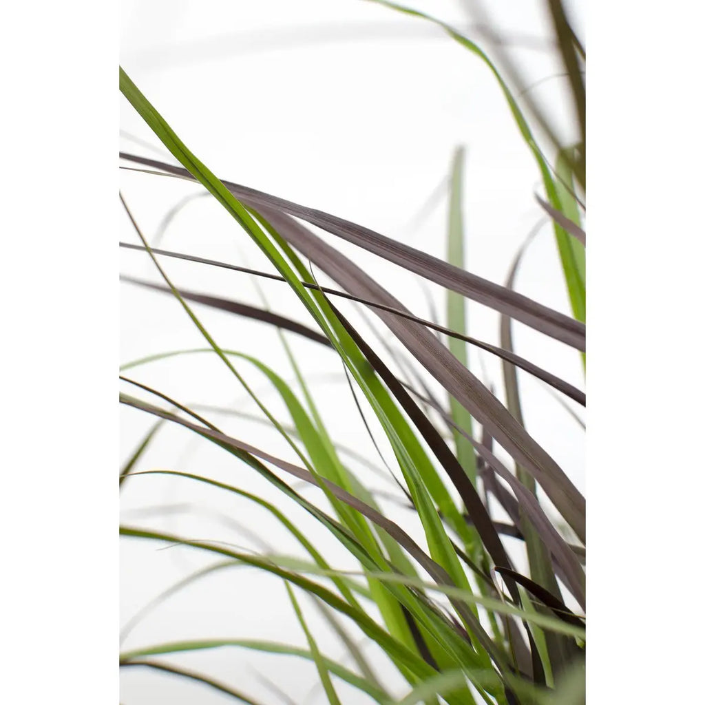 Pennisetum advena 'Summer Samba'  'Sommer Samba' - Ø19cm - ↕50cm | Lampenputzer Gras