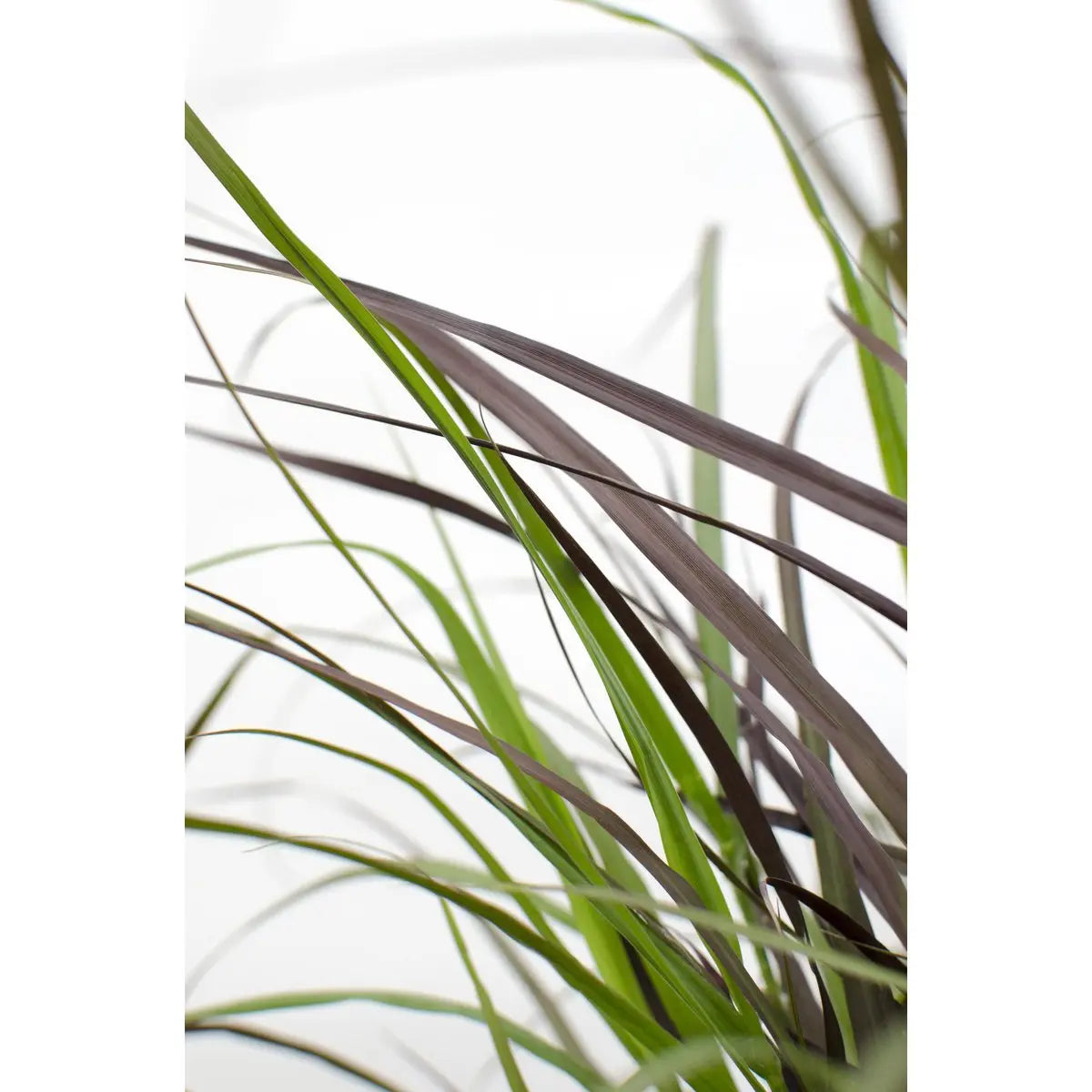 Pennisetum advena 'Summer Samba'  'Sommer Samba' - Ø19cm - ↕50cm | Lampenputzer Gras