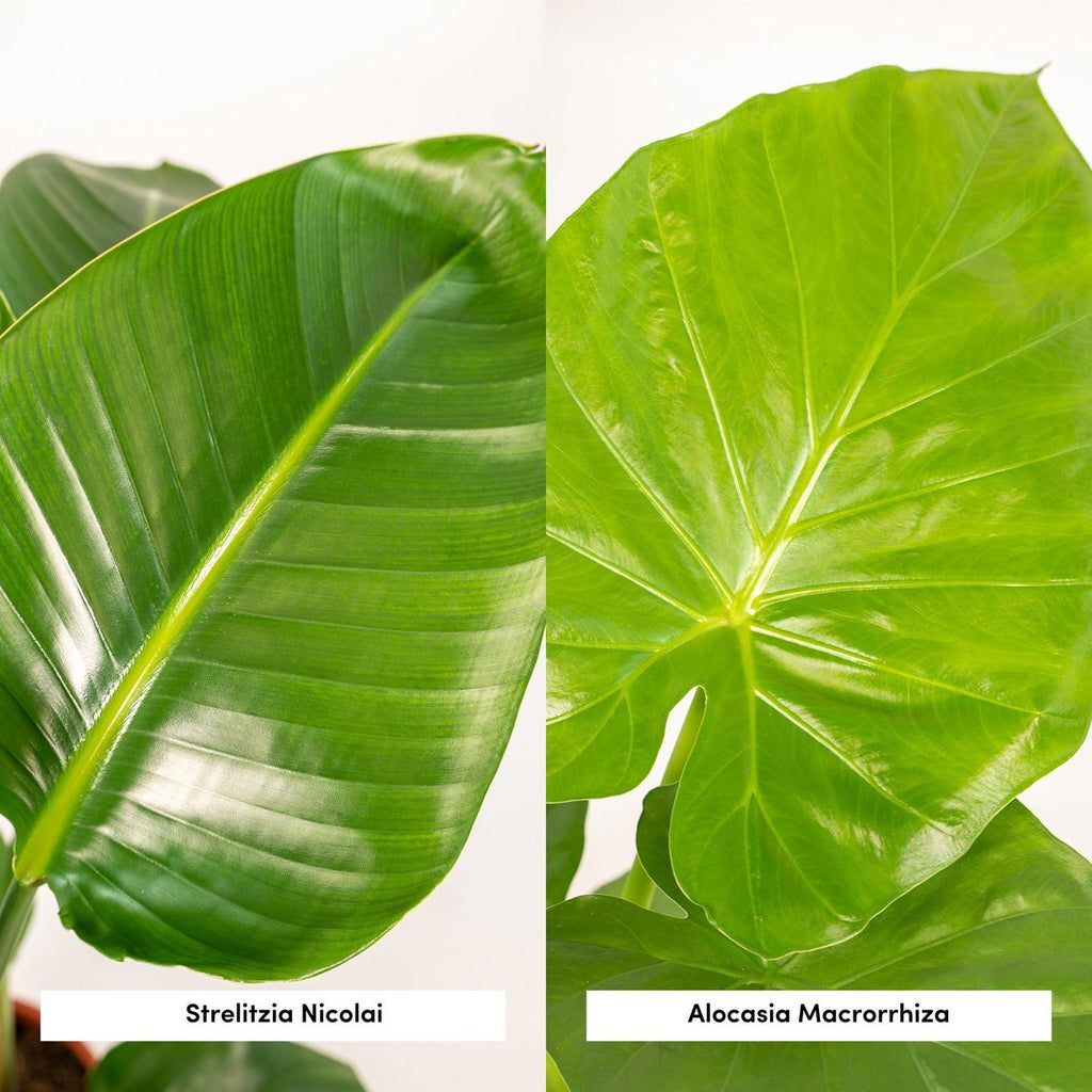 Strelitzia Nicolai - 19cm - ↕85cm + Alocasia Macrorrhiza - 19cm - ↕70cm + 2 Seegras Mand Igmar