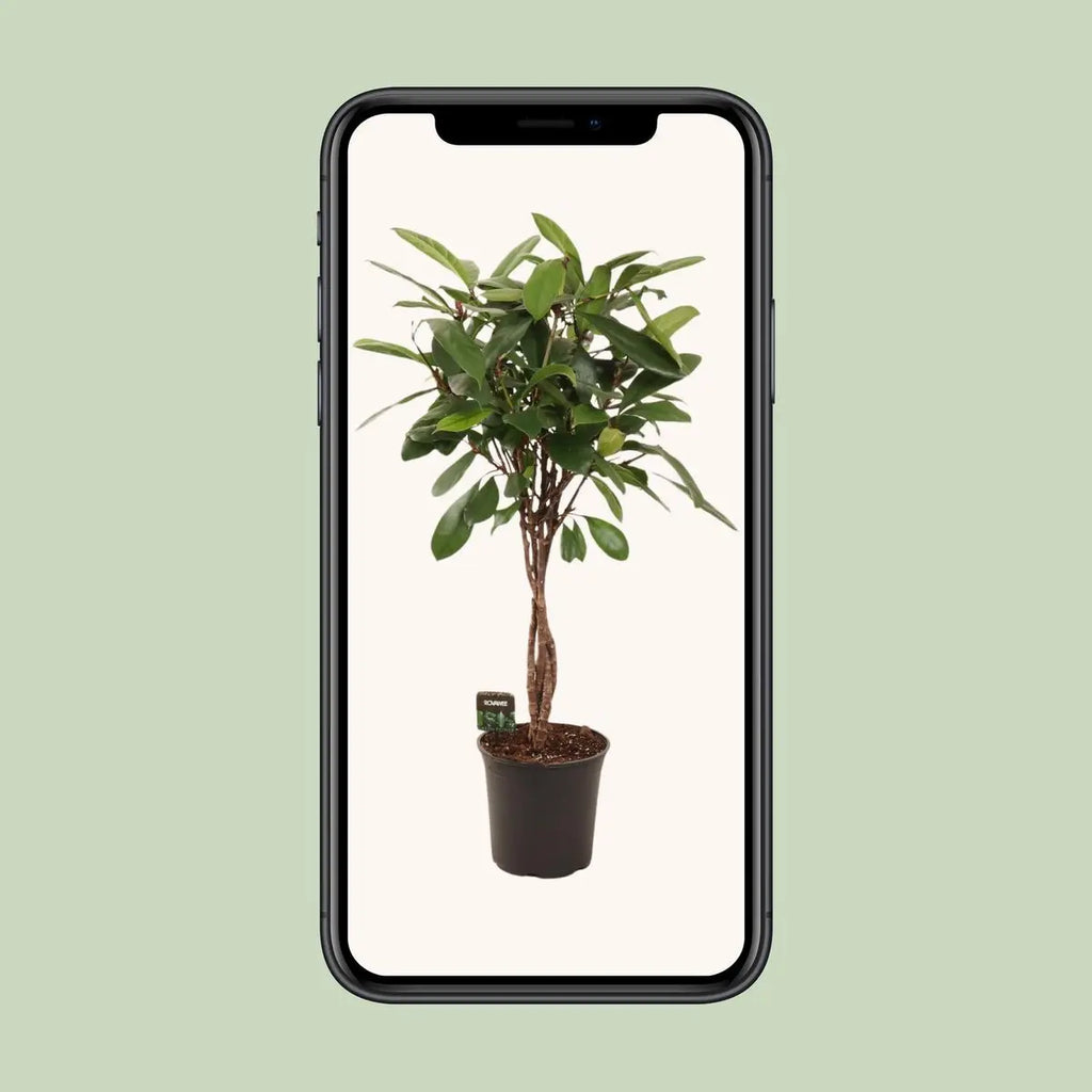 XXL 110 cm Afrikanischer Feigenbaum | Ficus Cyathistipula geflochtener Stamm | P24| immergrün - Pille Gartenwelt