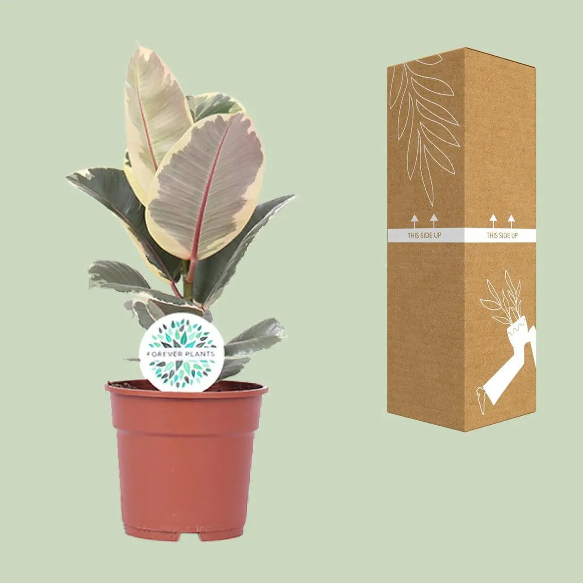 Ficus elastica Tineke - Ø17cm - ↕50 cm | Buntlaubiger Gummibaum