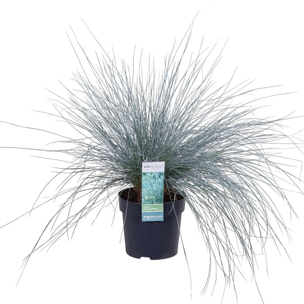 Festuca Glauca Azura Blue - Ø19cm - ↕40cm - Ø14 - ↨30cm |Zier-Gras Blauschwingel - Pille Gartenwelt