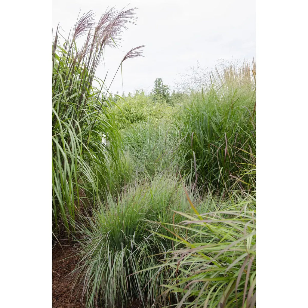 Panicum virgatum 'Prairie Sky' - Ø19cm - ↕50cm |  Rutenhirse | Zier-Gras - Pille Gartenwelt