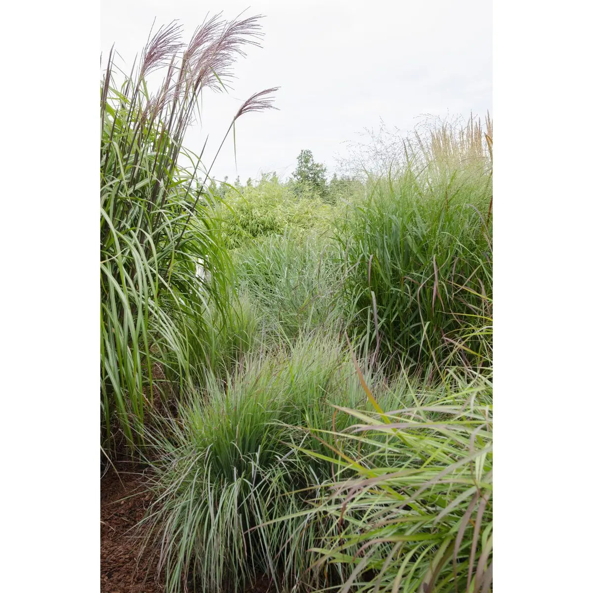 Panicum virgatum 'Prairie Sky' - Ø19cm - ↕50cm |  Rutenhirse | Zier-Gras - Pille Gartenwelt