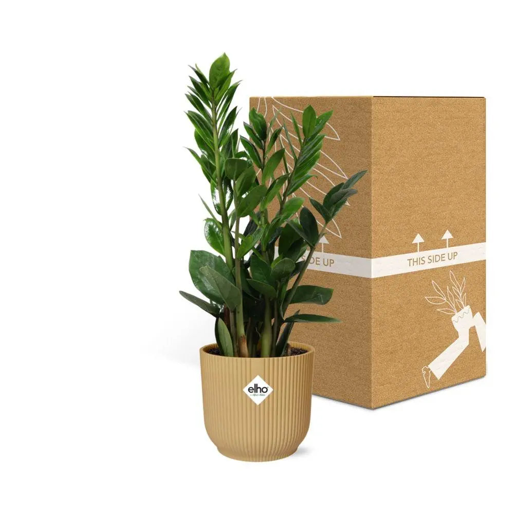 Zamioculcas-Höhe 45-50 in Elho-Vibes Falten Sie 14 cm Geel MEERgroothandel Planten