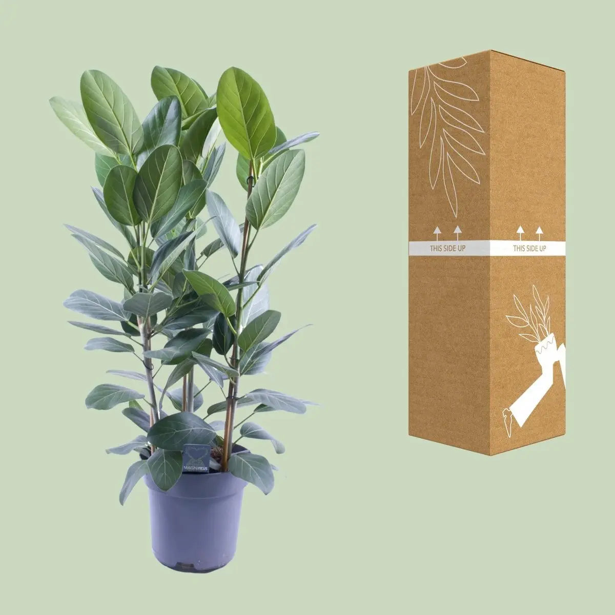 Ficus Audrey Tufft 3 Stecklinge - Ø27cm - ↕105 cm