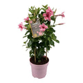 Mandevilla Sundaville Flamingo Pink in Toren (Dipladenia) - Ø17cm - ↕55cm